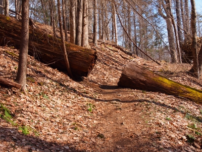 [Very large diameter tree which fell across the trail and was cut in the middle so hikers didn't have to climb over it.]